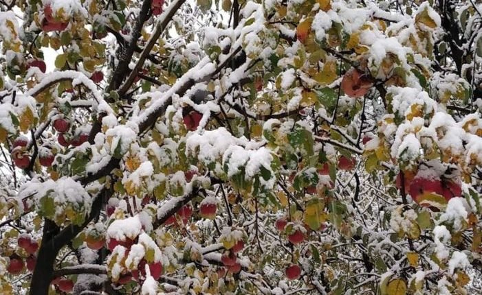 KCC&I express deep concern for the losses to orchardists due to untimely snow fall in Kashmir valley