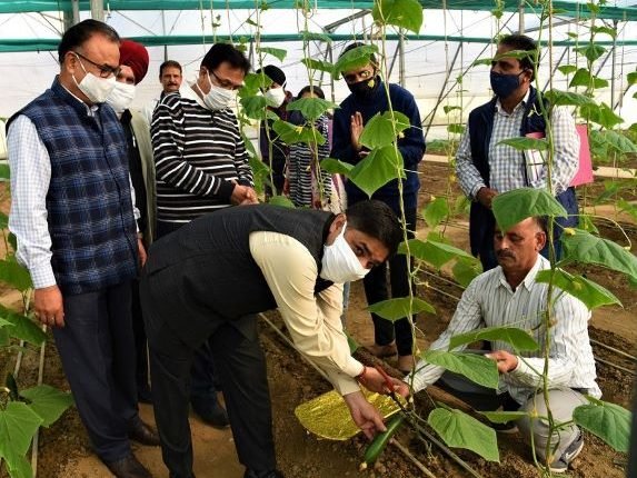 Harvesting of Seedless Cucumber begins at Krishi Bhawan Jammu
