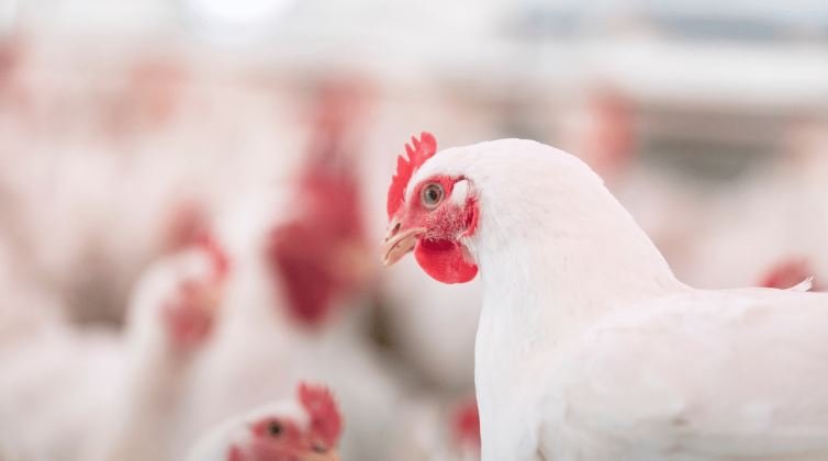 Boosting Poultry Production in Jammu and Kashmir: A Sustainable Development Project