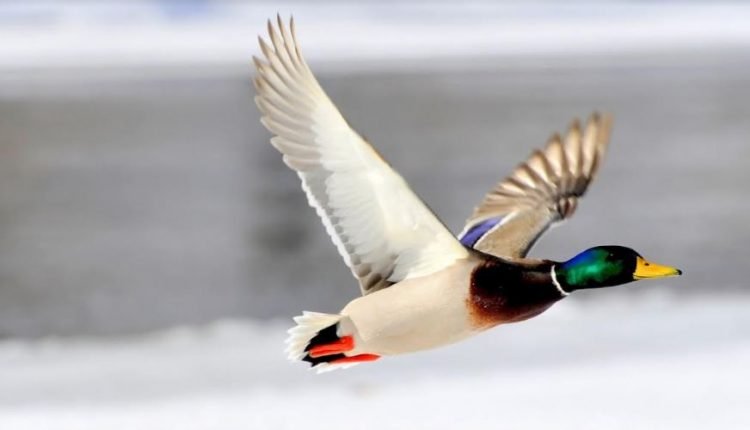 Orientation programme to conduct census of Migratory birds held at Hokersar