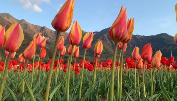 Advisor Baseer Khan reviews final arrangements for Tulip Festival