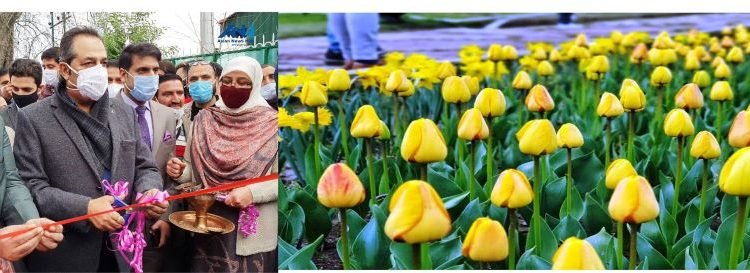 Advisor Baseer Khan declares Tulip Garden open for visitors; LG to inaugurate Tulip Festival on April 03