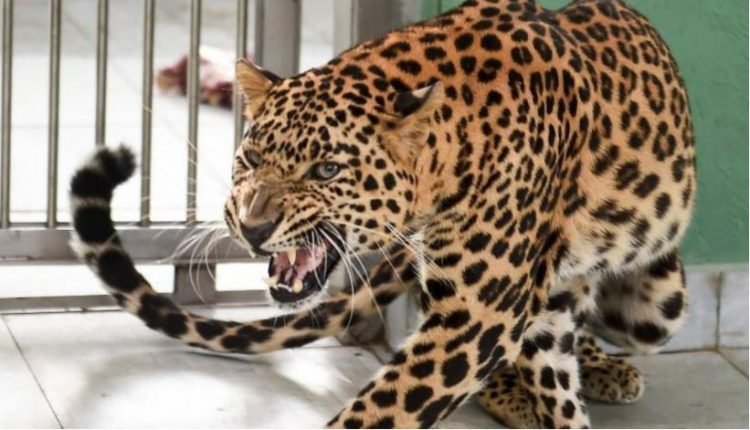 Leopard captured alive by Wildlife Deptt, in Green Belt Park, Gandhi Nagar, Jammu.