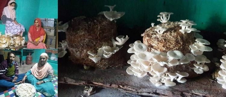 NRLM organizes training camp on Mushroom cultivation at Sangaldan