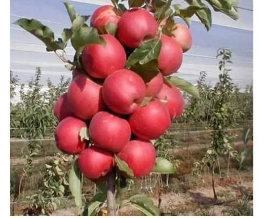 Ultra High Density Apple Plantation drive starts in Udhampur from Panchari