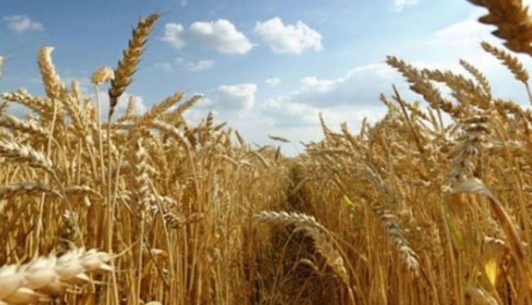 Govt of India extends date for Procurement of Wheat