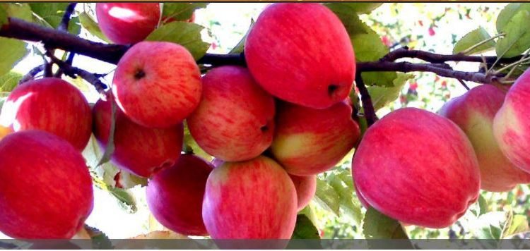 Concerns Mount as Import Duty Reduction on Washington Apples Worries Kashmir's Apple Growers