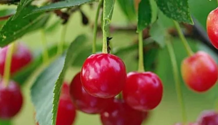 J&K Cherries launched in Dubai market; Efforts afoot to export perishable fruits of UT to other Gulf countries