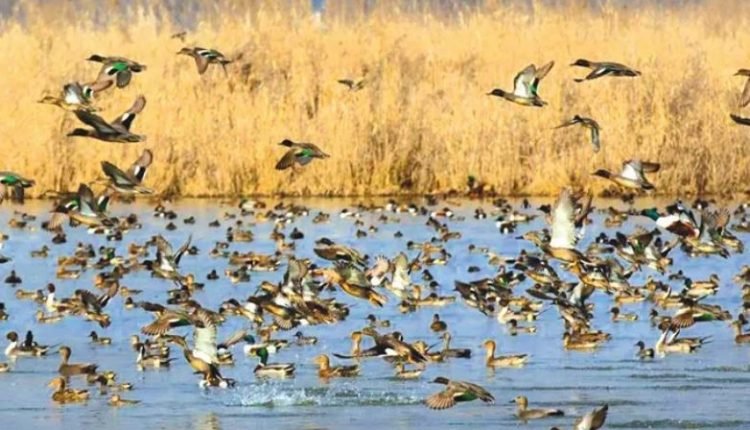 Commissioner Secretary visits Hokersar Wetland Conservation Reserve, assesses preservation measures