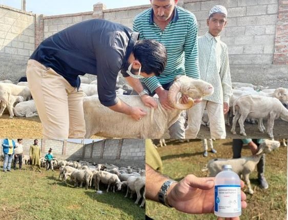 Intensive Vaccination drive held for Sheep stock in Srinagar