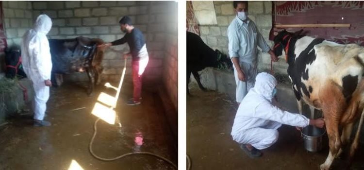 Clean India Campaign: Animal Husbandry Deptt organises mega calf show at Bandipora