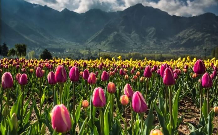 Spring Blossom Fest turns big hit among tourists, locals; hundreds throng Zawoora Garden
