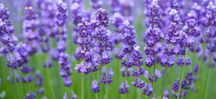 Multi-utility crop ‘Lavender’ introduced in Uri, Baramulla