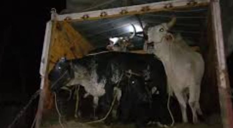 Samba Police rescue 14 bovines ; 2 vehicles seized, one smuggler arrested  
