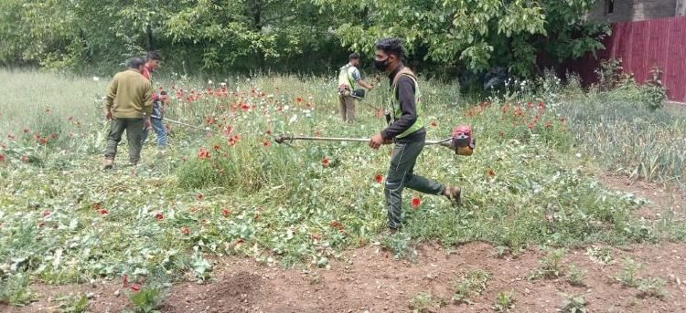 Distt Admin Pulwama destroys poppy on 13 Kanals of land at Wuyan, Pampore