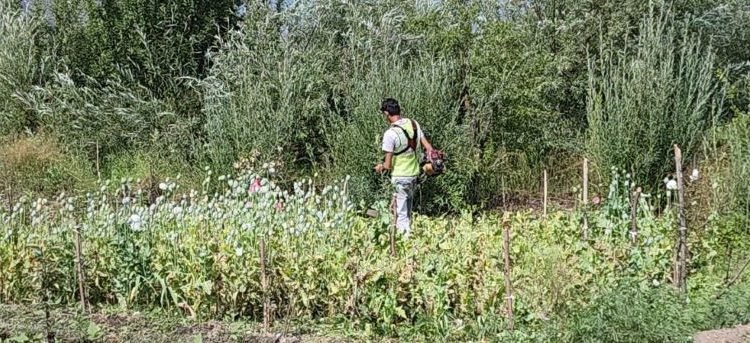 Massive crackdown on illegal poppy cultivation held at Pulwama