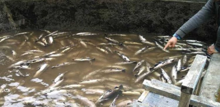 JK Govt. using latest technologies to boost Fish Farming culture