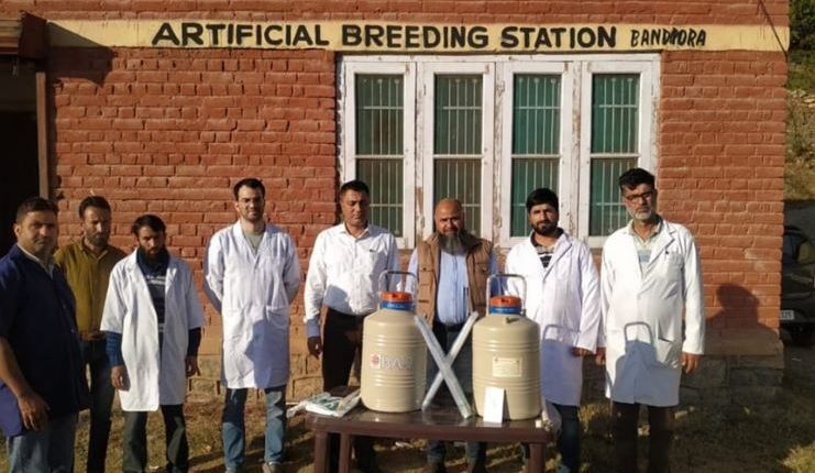 Milestone in Dairy Sector: Animal Husbandry B'pora launches Sexed Semen Technology