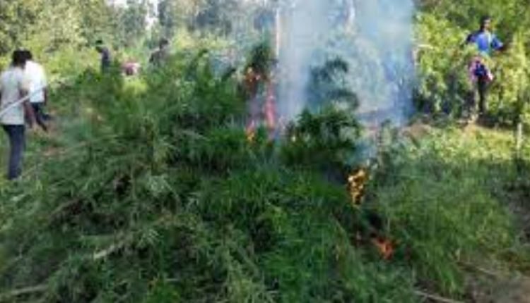 Excise Kashmir destroys Bhung on 2100 Kanals of land; registers 12 FIR’s