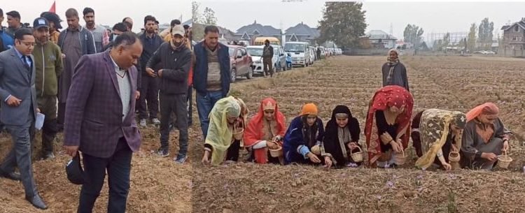 J&K Tourism Dept organises Saffron festival at Pampore