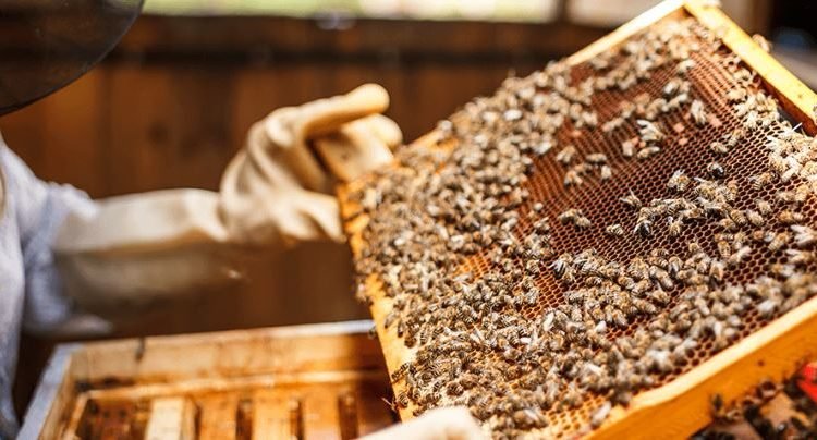 Beekeeping ventures emerging as new hope for J&K youth