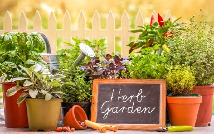 Herbal Garden established at Government Degree College Kishtwar under Clean & Green India Mission