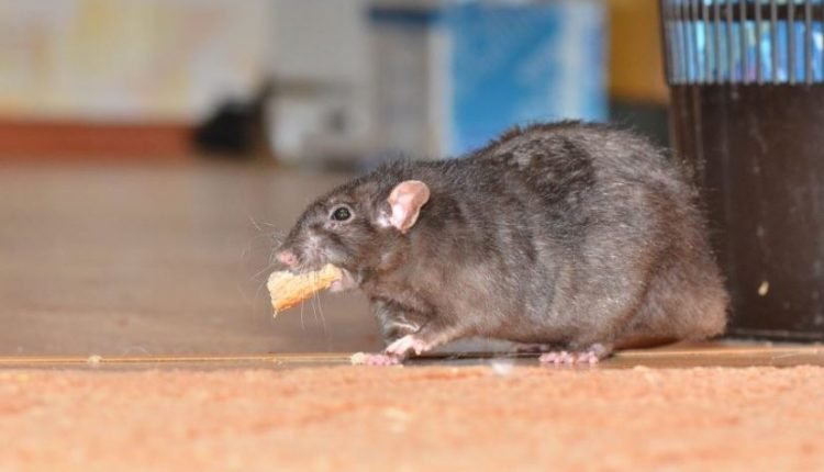 JMC must Control Rat Population in Old City, Jammu !