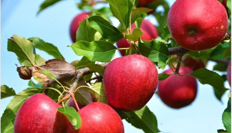 J&K Horticulture Faces Key Gaps