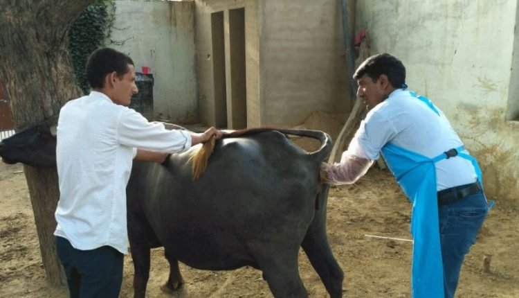 Boosting Dairy Industry in J&K: Holistic Agriculture Development Program to focus on artificial insemination