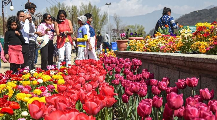 Tulip garden at Sanasar witnesses huge footfall