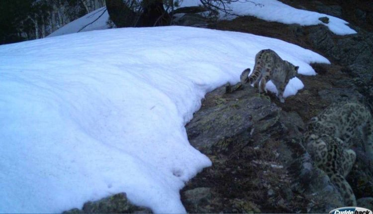 Camera Trap confirms presence of Snow Leopard in Kishtwar National Park