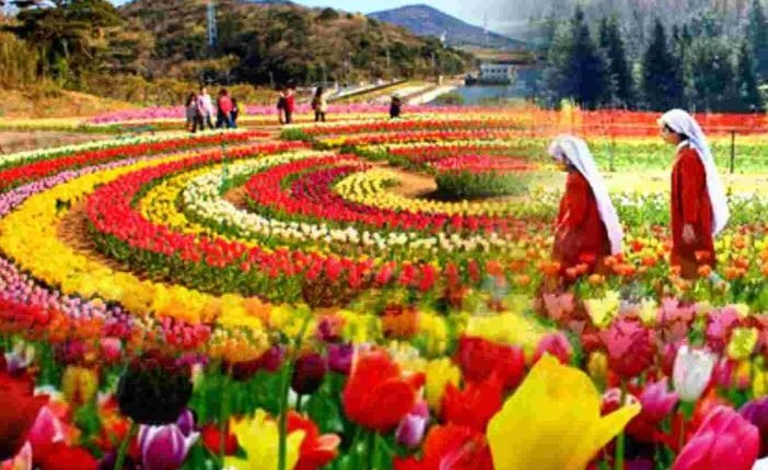 Tulip garden Sanasar records visit of over 53000 tourists