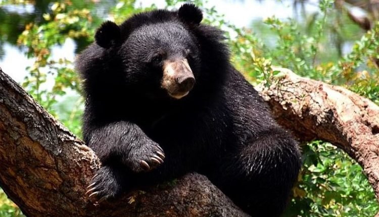 Close Encounter: Wild Bear Roams School Premises in J&K's Ramban District