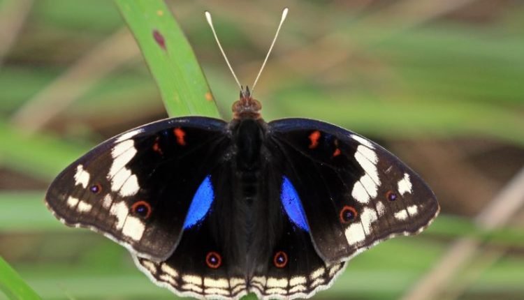 Blue Pansy Declared as Official Butterfly of J&K, Preserving Biodiversity