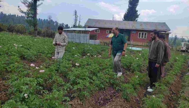 Director Agriculture visits Potato Seed Development Farm Sedaw Shopian