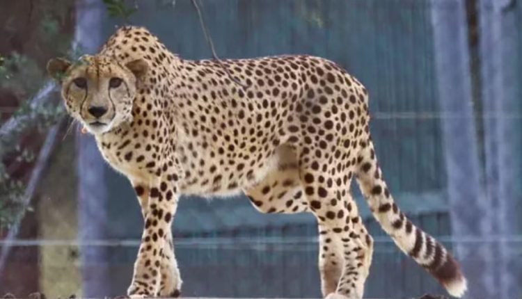 Concerns Rise as Cheetah Deaths Continue in Kuno National Park: Toll Increases to 8