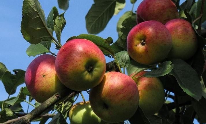 Himachal Pradesh Urges Central Government to Raise Import Duty on Foreign Apples, Focusing on Washington Apples