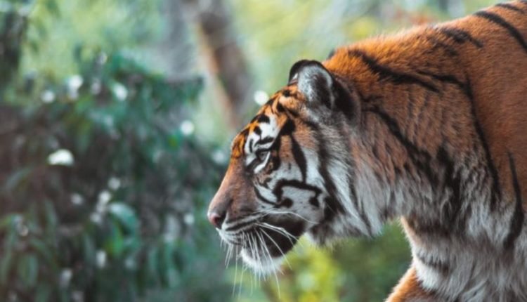 All India Tiger Estimation -2022: Release of the detailed Report