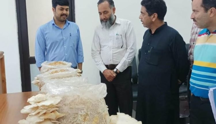 Second Flesh of Dingri (Mushroom) at Kishtwar expected to bring highest turnout this year