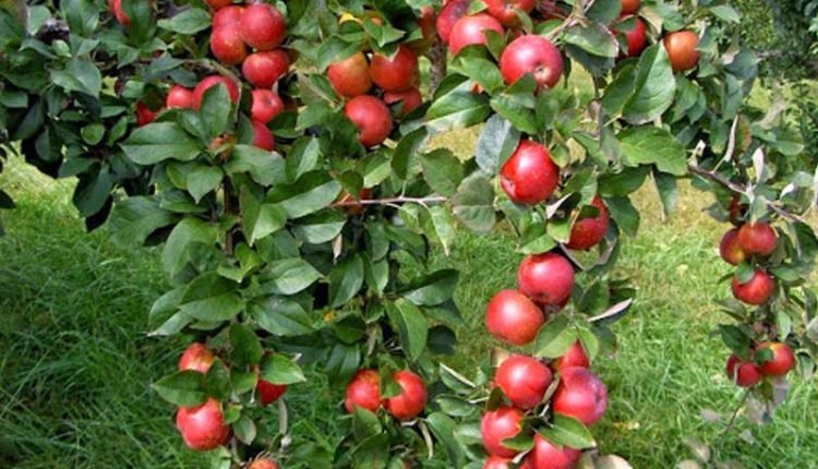 PDP protests removing duty on import on American apple