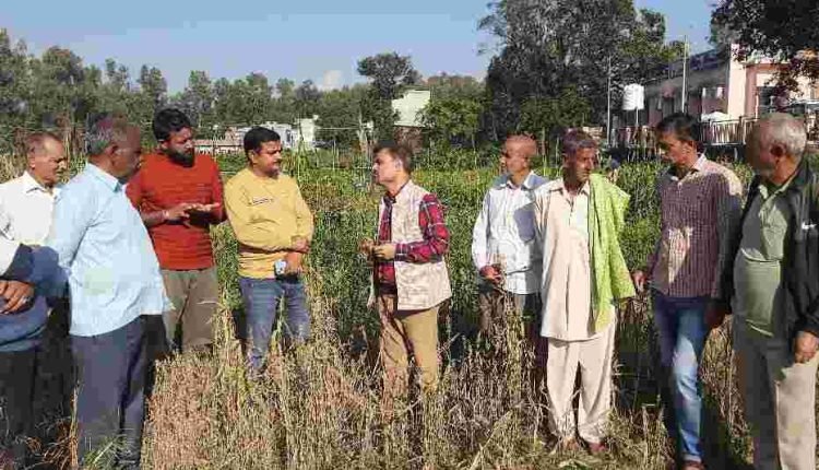 Krishi Vigyan Kendra Samba conducts successful demonstrations on Millets