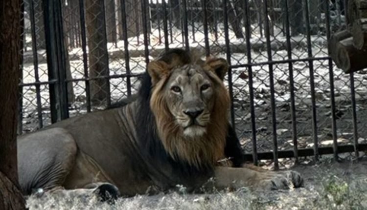 Lion couple from Gujrat to reach Jambu Zoo on November 8