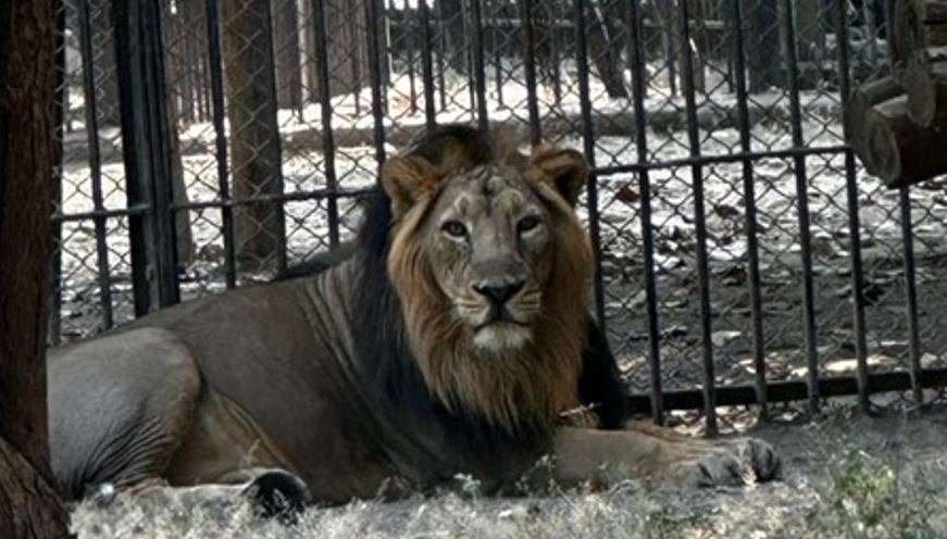 Lion couple from Gujrat to reach Jambu Zoo on November 8