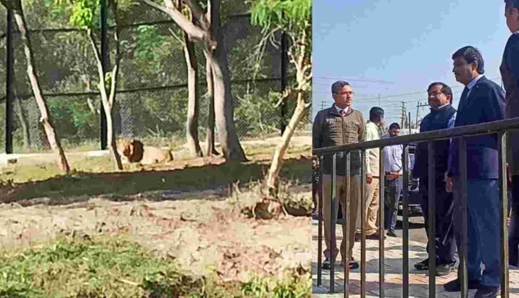 Chief Secretary Dr. Arun Kumar Mehta Unveils a New Chapter at Jambu Zoo Nagrota: Majestic Big Cats Make Grand Arrival