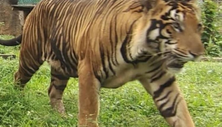 Royal Bengal Tiger pair to roar in Jambu Zoo