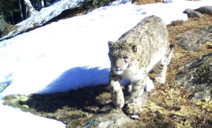 District Kishtwar emerges as Key Habitat for Snow Leopards in India