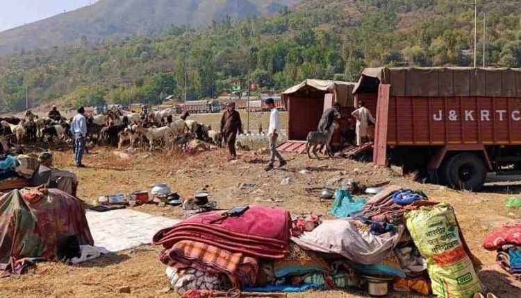 Transhumance: 12,497 families, 1.56 Lakh livestock provided transport facilities from Kashmir