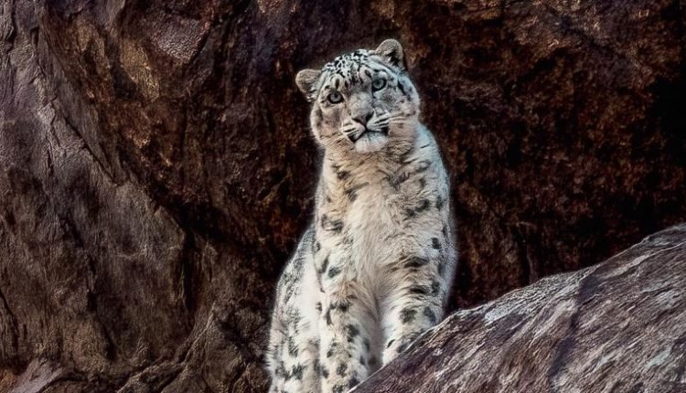 Wildlife Institute of India's Groundbreaking Study Exposes the Hidden World of 718 Snow Leopards Across the Himalayan Landscape
