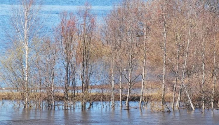 Snowless Winter Continues: Srinagar Witnesses Minus 4.2°C, Braces for Chilla-i-Khurd