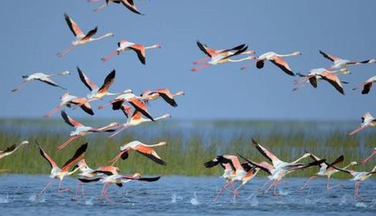 Asian Water bird Census 2024 launched